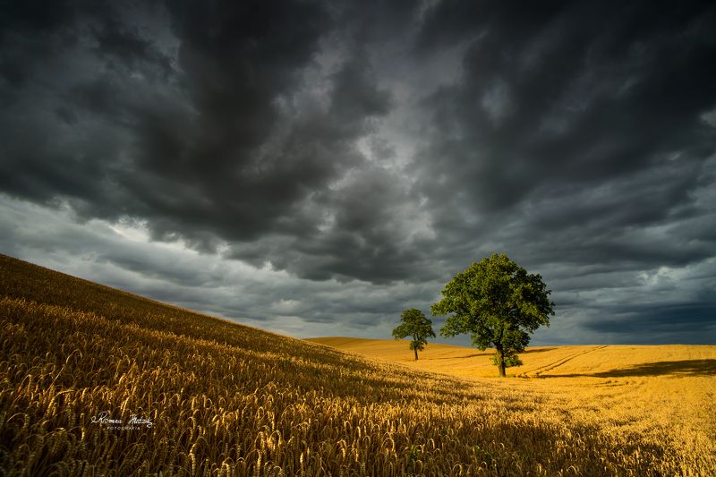 Clouds, landscape, fields, sky, Clouds.  фото превью