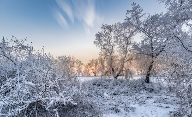 деревья, иней. На опушке. фото превью