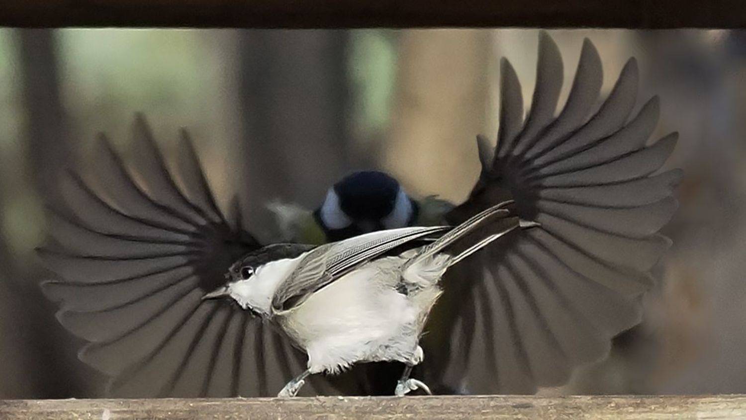 , Сергей Духанин