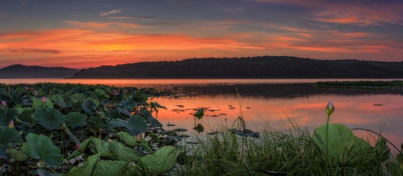 кронштадтское озеро, лотосы комарова, nelumbo komarovii, панорама, озеро, водоём, пруд, лотосы,  спасский район, путешествие на автомобиле, природа дальнего востока,  природа, приморье, приморский край, озеро лотосов, Рассвет на Кронштадтском озере фото превью