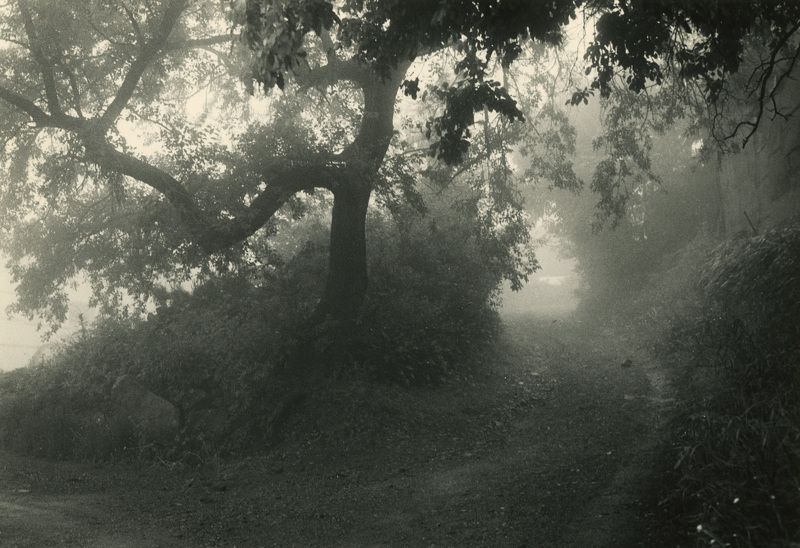 filmphotography, darkroomphotography Go up through the fog фото превью