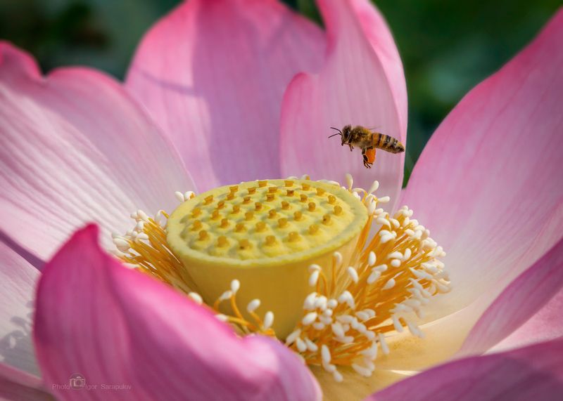 пчела, полёт, макро,  лотос комарова, nelumbo komarovii, лотос, крупный план, макро,   дальневосточная природа,  макросъемка насекомых, макросъемка, съёмка насекомых, макро охота, макрофото охота, фотоохота, фокусирование, фокусировка, лотос орехоносный, О-го-го, сколько здесь нектара! фото превью