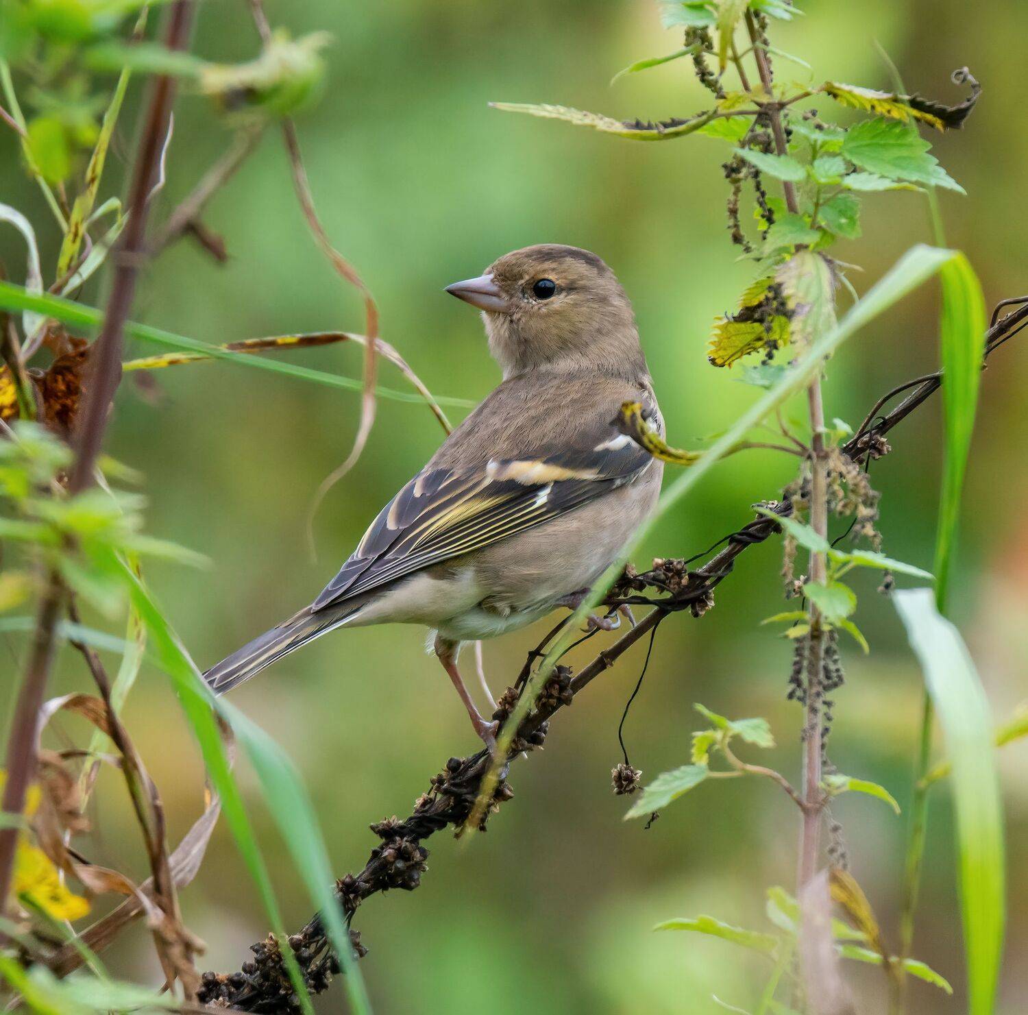 , Константин Дэм
