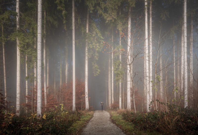 tree, trees, forest, fog, foggy, дерево, деревья, лес, туман Run Forest! Run! фото превью
