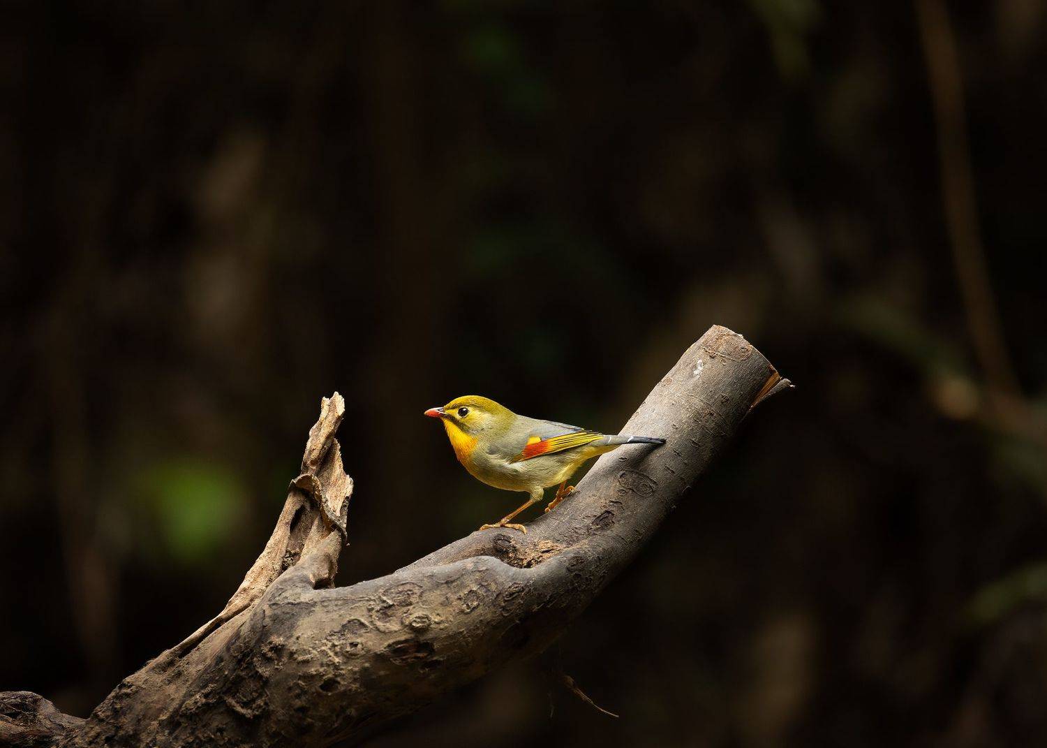 birds, animals, wildlife, red-billed leiothrix, птицы, пернатые, китайский соловей,, Токарев Олег
