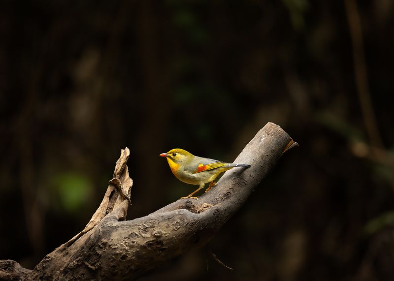 birds, animals, wildlife, red-billed leiothrix, птицы, пернатые, китайский соловей, Китайский соловей | Red-billed leiothrix фото превью