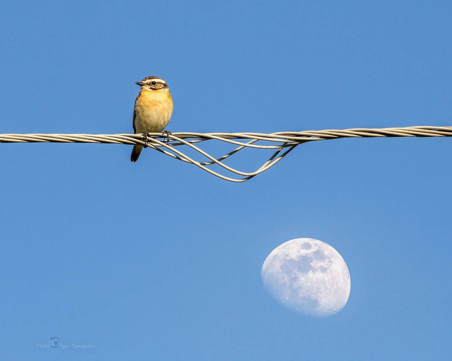 птичка, луговой чекан,  saxicola rubetra, небо, воздух, провода, лэп, перед полётом, hig sky, приёмы фотосъёмки, вид, небо, май, луна, природа,  совмещение фокуса, focus stacking,  концепт, фокус-стекинг, Игорь Сарапулов