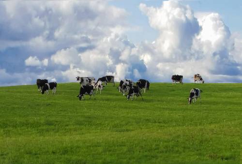 landscape with cows grazing