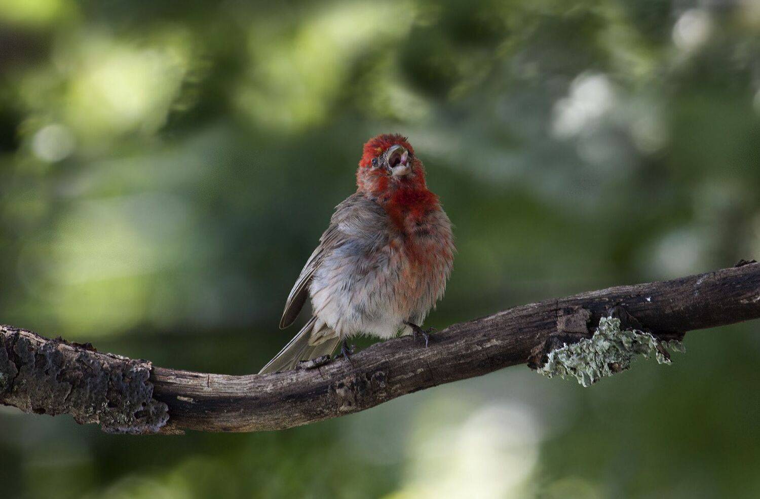 птицы,природа,животные,фото охота,чечевица,красный воробей,, Антонина Яновска