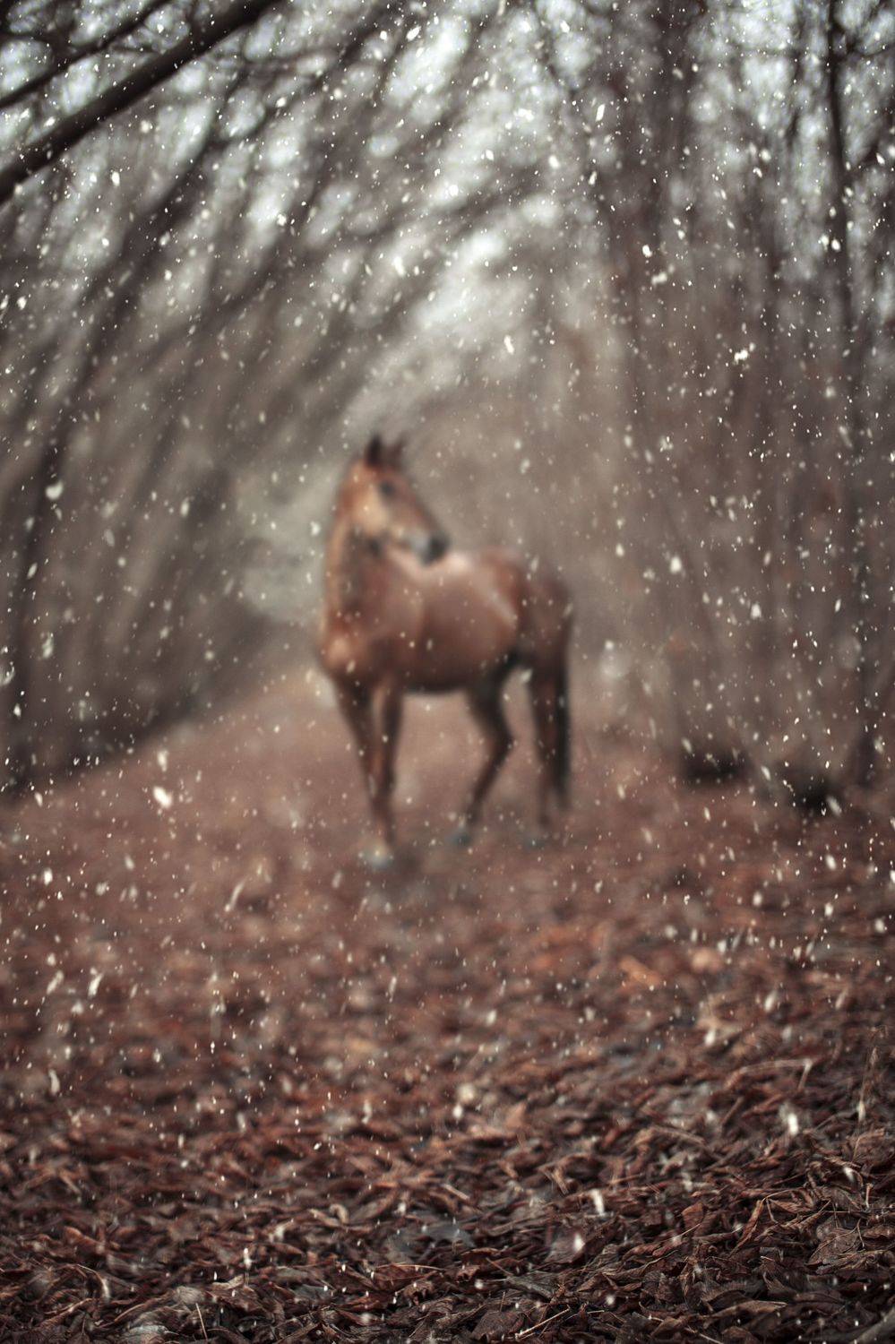 , Йоко Смирнова