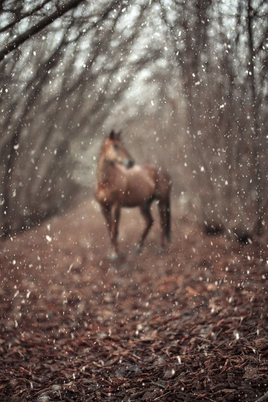 . фото превью