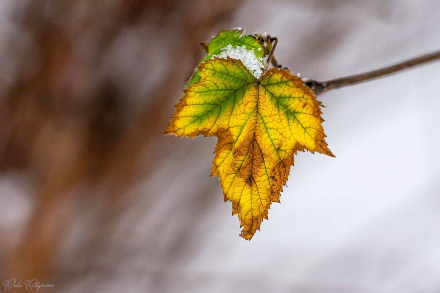 , Орлов Олег