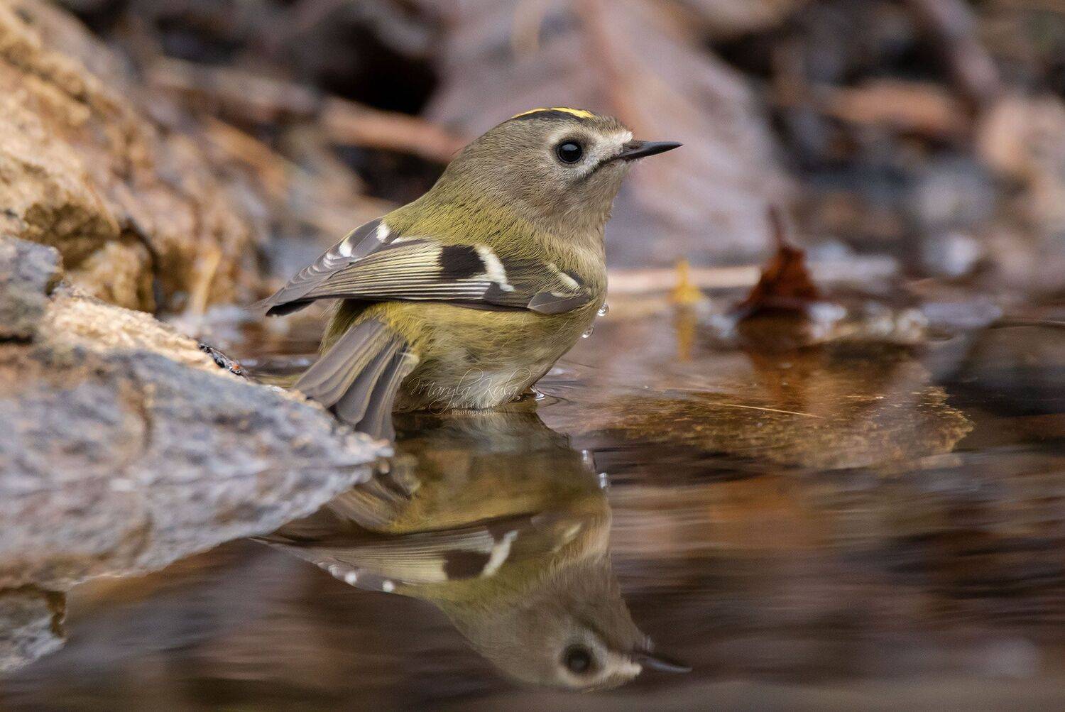 goldcrest, birds, nature,  wildlife, woods, water canon, sigma, MARIA KULA