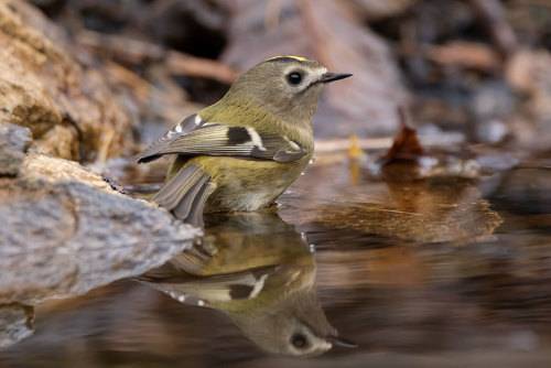 Goldcrest having bath