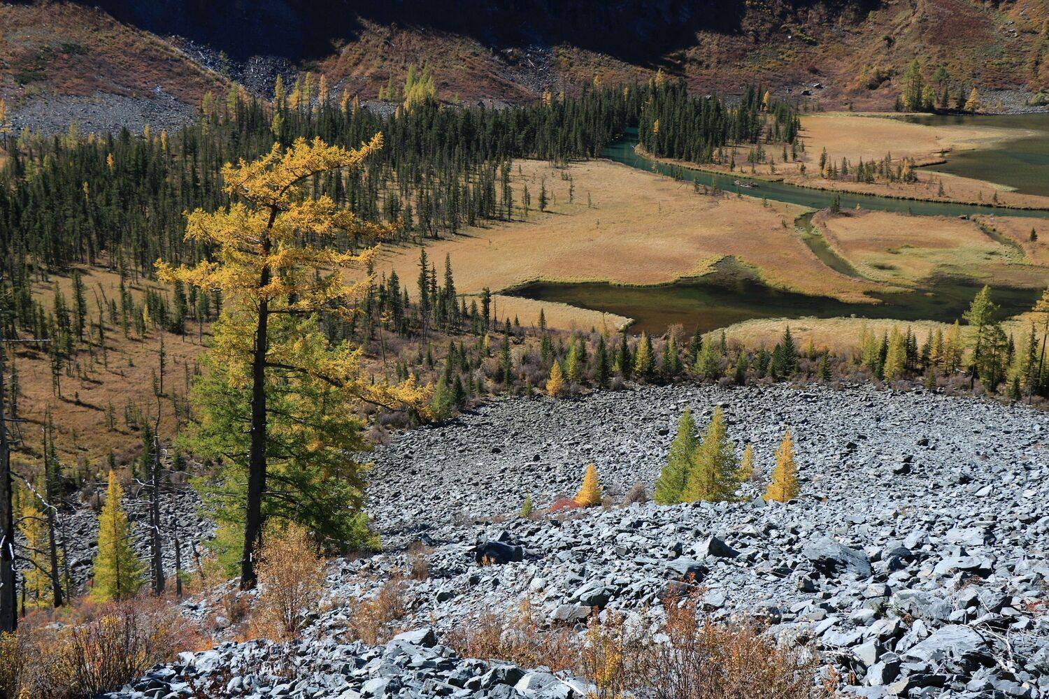 природа,осень,алтай,лиственница,река,мульта, Галина Козлова
