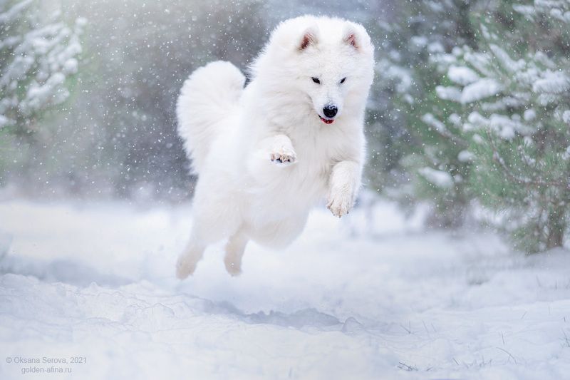 Снежок! фото превью