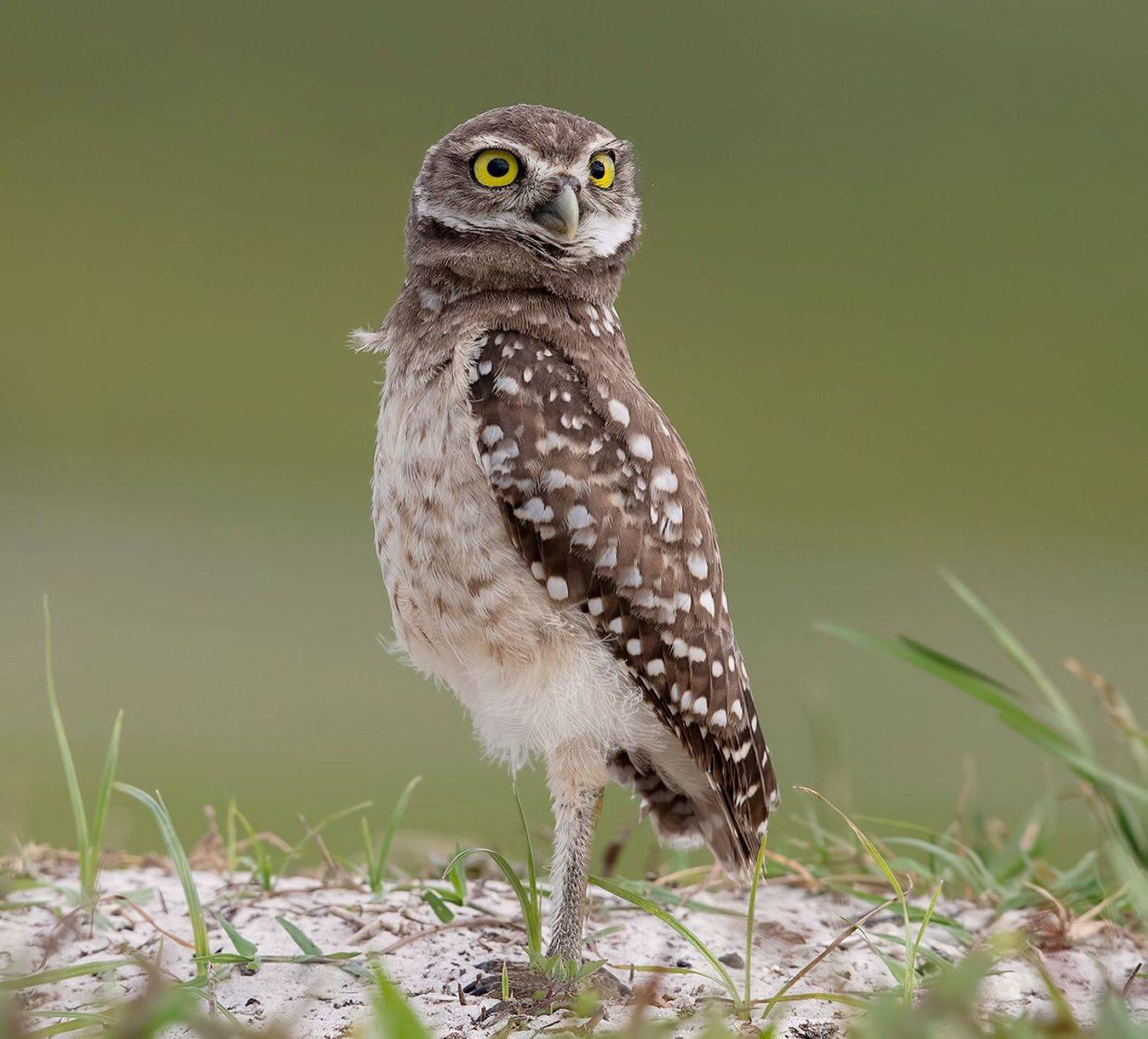 кроличий сыч, florida, burrowing owl, owl, флорида,сыч, Elizabeth Etkind