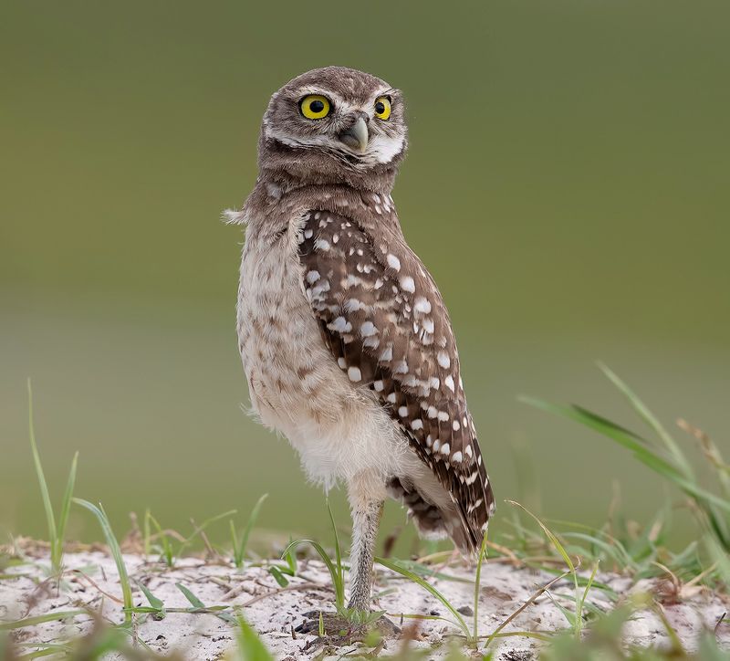 кроличий сыч, florida, burrowing owl, owl, флорида,сыч Cыч - Burrowing Owl фото превью