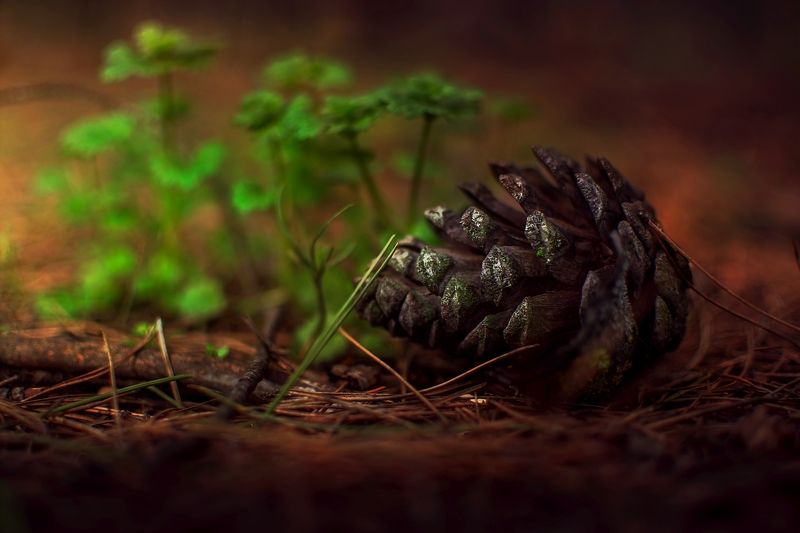 Green фото превью