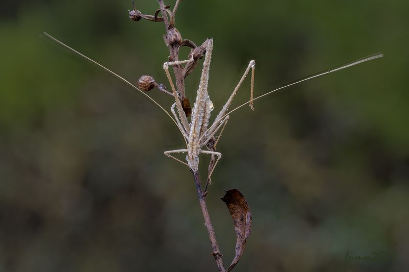 КОСАЯ САЖЕНЬ В ... УСАХ фото превью