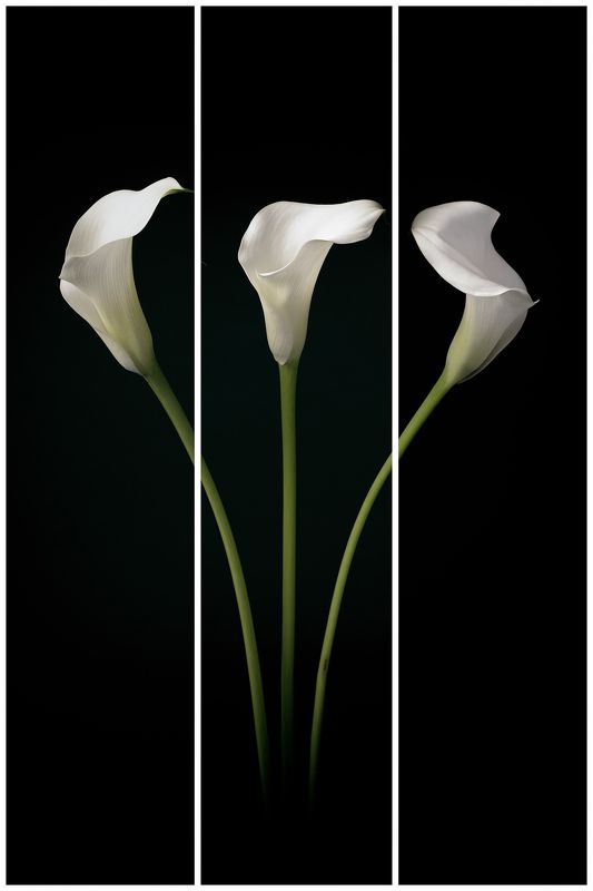 Kwiatowo фото превью