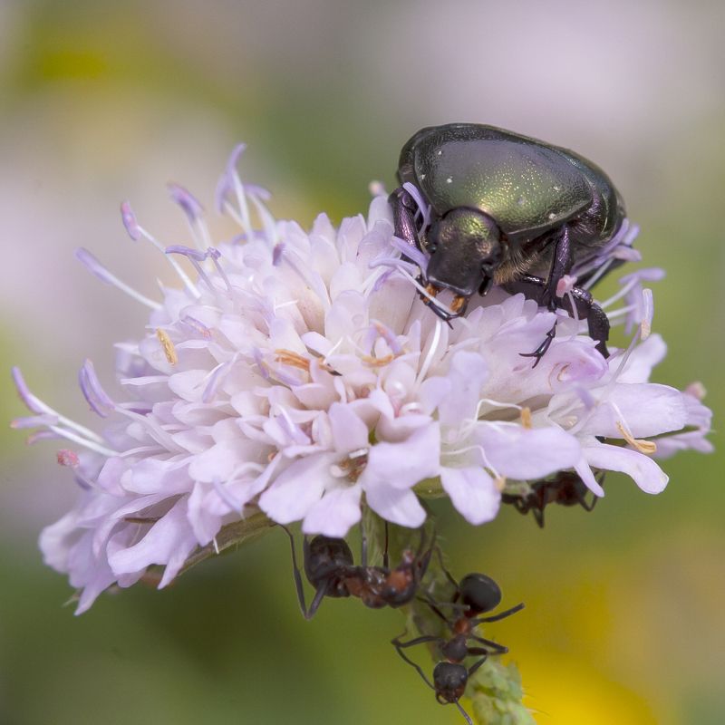 Обед фото превью