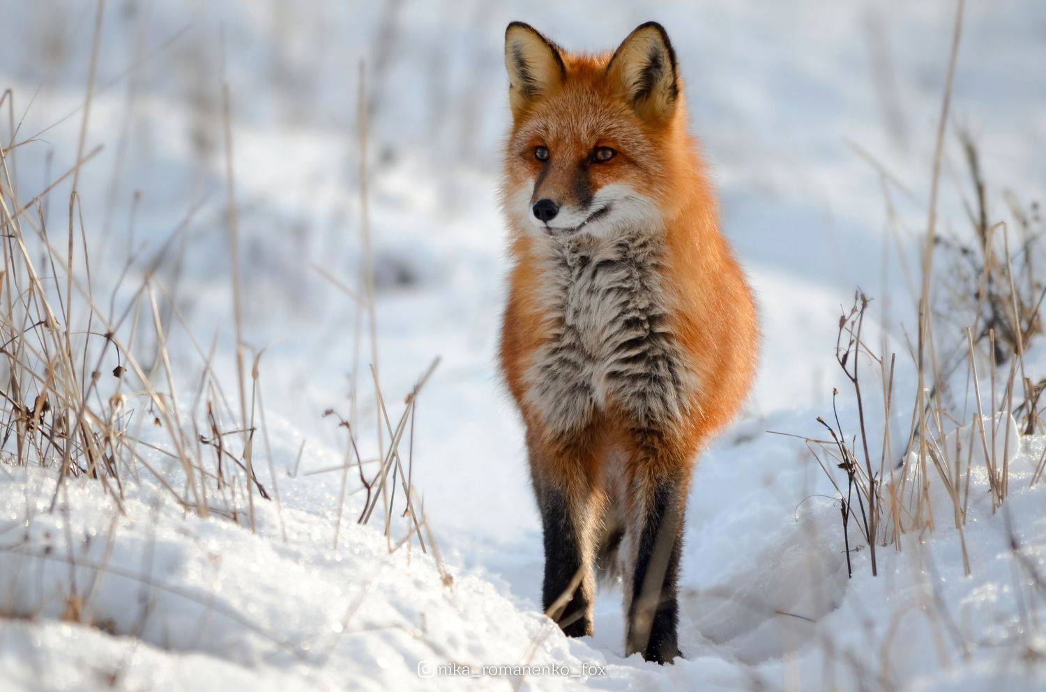 лиса, лисы, животные, снег, зима, animals, fox, foxes, animal, лис, red fox, forest, лес, Вероника Романенко