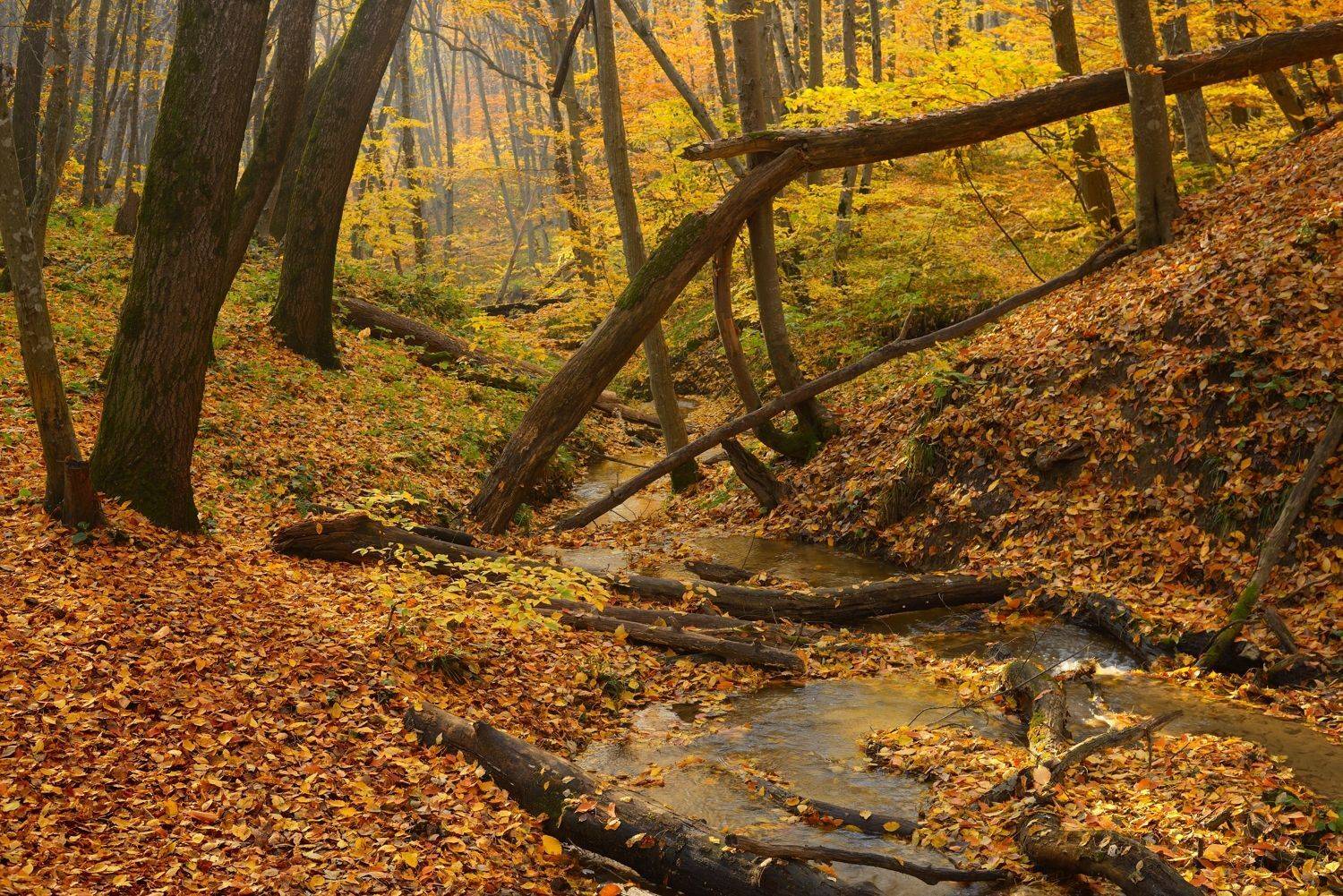 осень листва утро лес ручей, Александр Жарников