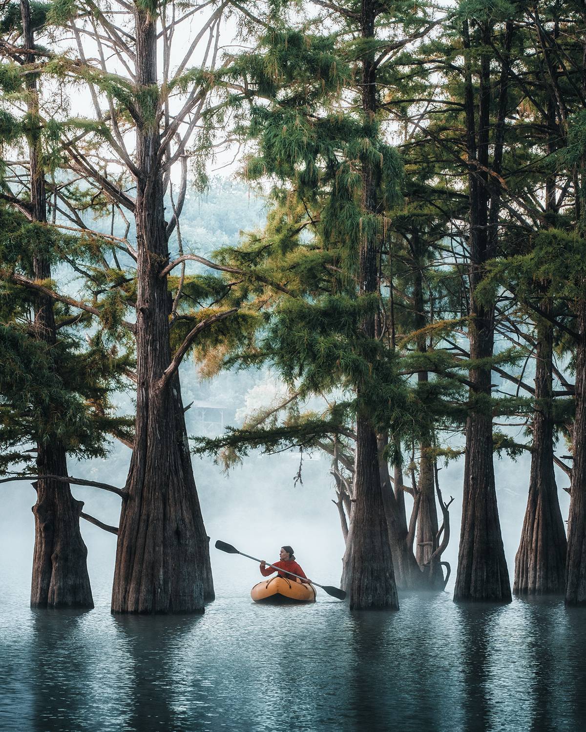 болотные кипарисы, анапа, сукко, кипарисы, Скалин Алексей