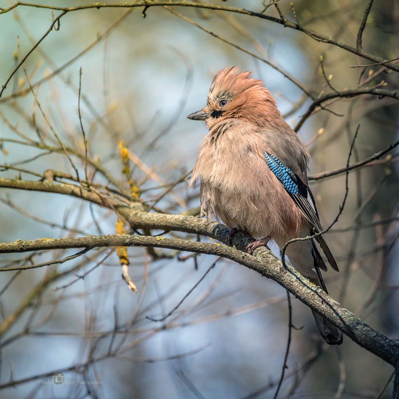 сойка, кареза, фотоохота, яркое оперение, птица, перья, взъерошивание, взъерошенные перья, взлохмачивание, забавная, занимательная, нахохлиться, клюв,  глаз, взгляд, весна, garrulus glandarius Попугай весеннего леса фото превью