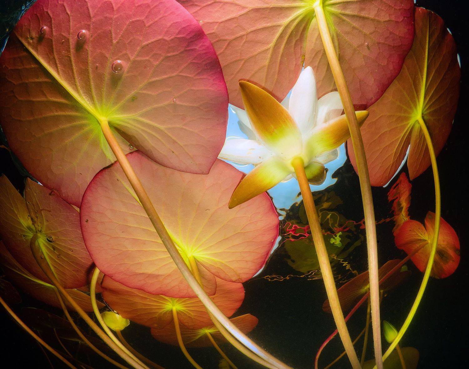 Карелия лилия подводное фото, Сергей Шанин