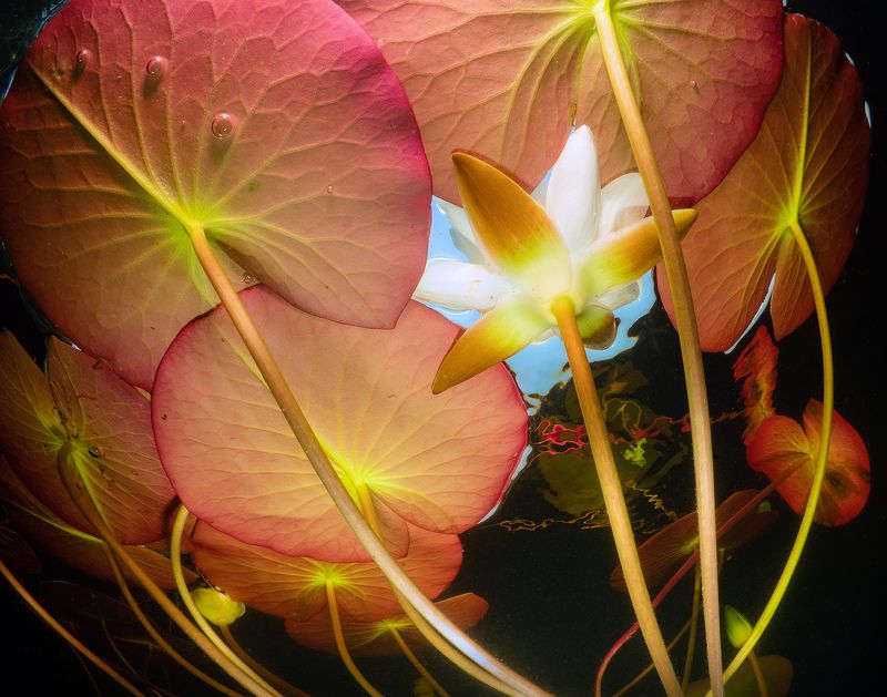 Карелия лилия подводное фото Лилия фото превью