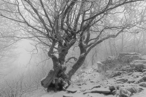 Зимнее начало