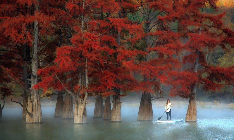 пейзаж, кипарисы, деревья, туман, озеро, лес, горы, утро, природа Болотные кипарисы ранним утром фото превью