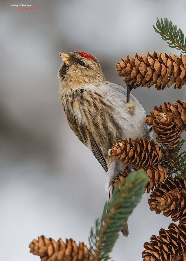, Валерий Субачев