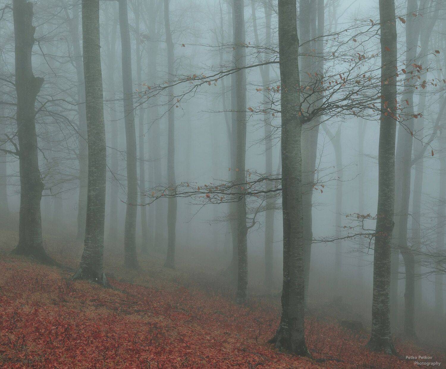 , Петко Петков