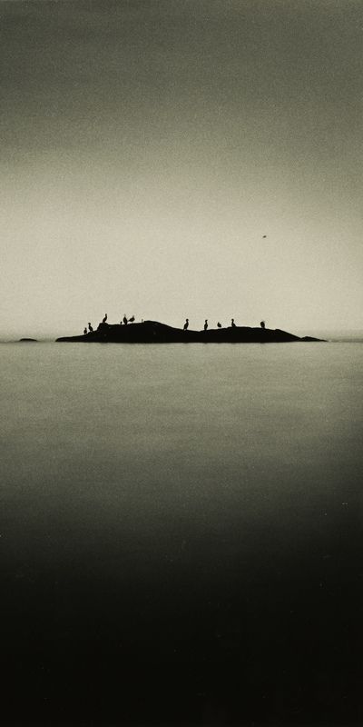 filmphotography, analogphotography, darkroomphotography, silvergelatineprint, b&w, blackandwhite Twelve birds фото превью