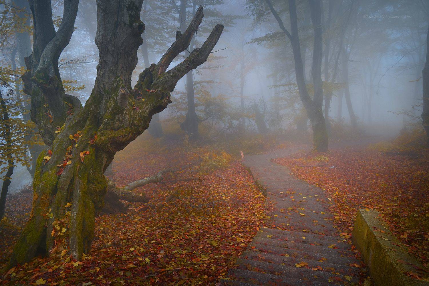 , Шипунова Ирина