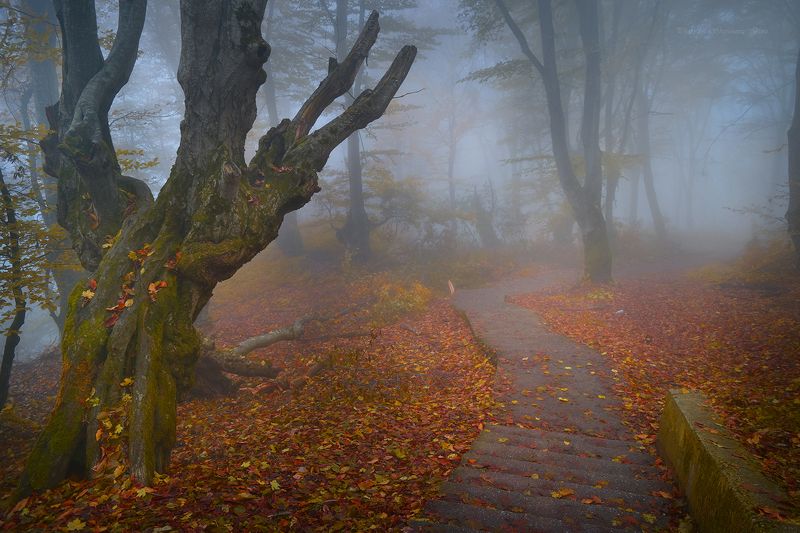 Страж осеннего леса фото превью