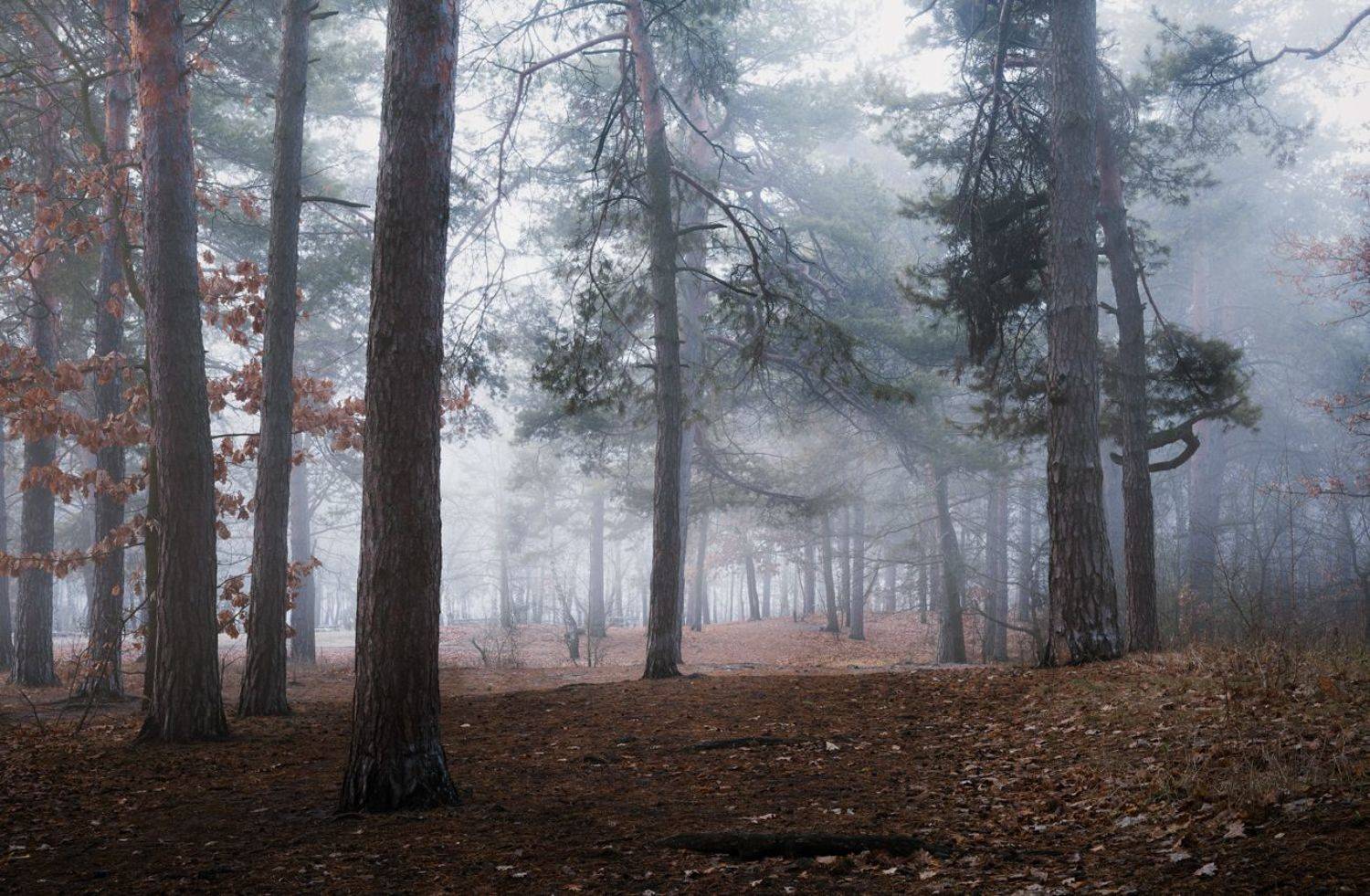 лес осень ноябрь рассвет туман изморозь, Галанзовская Оксана