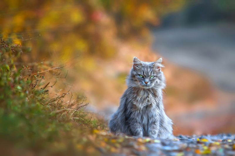 Суровый фото превью