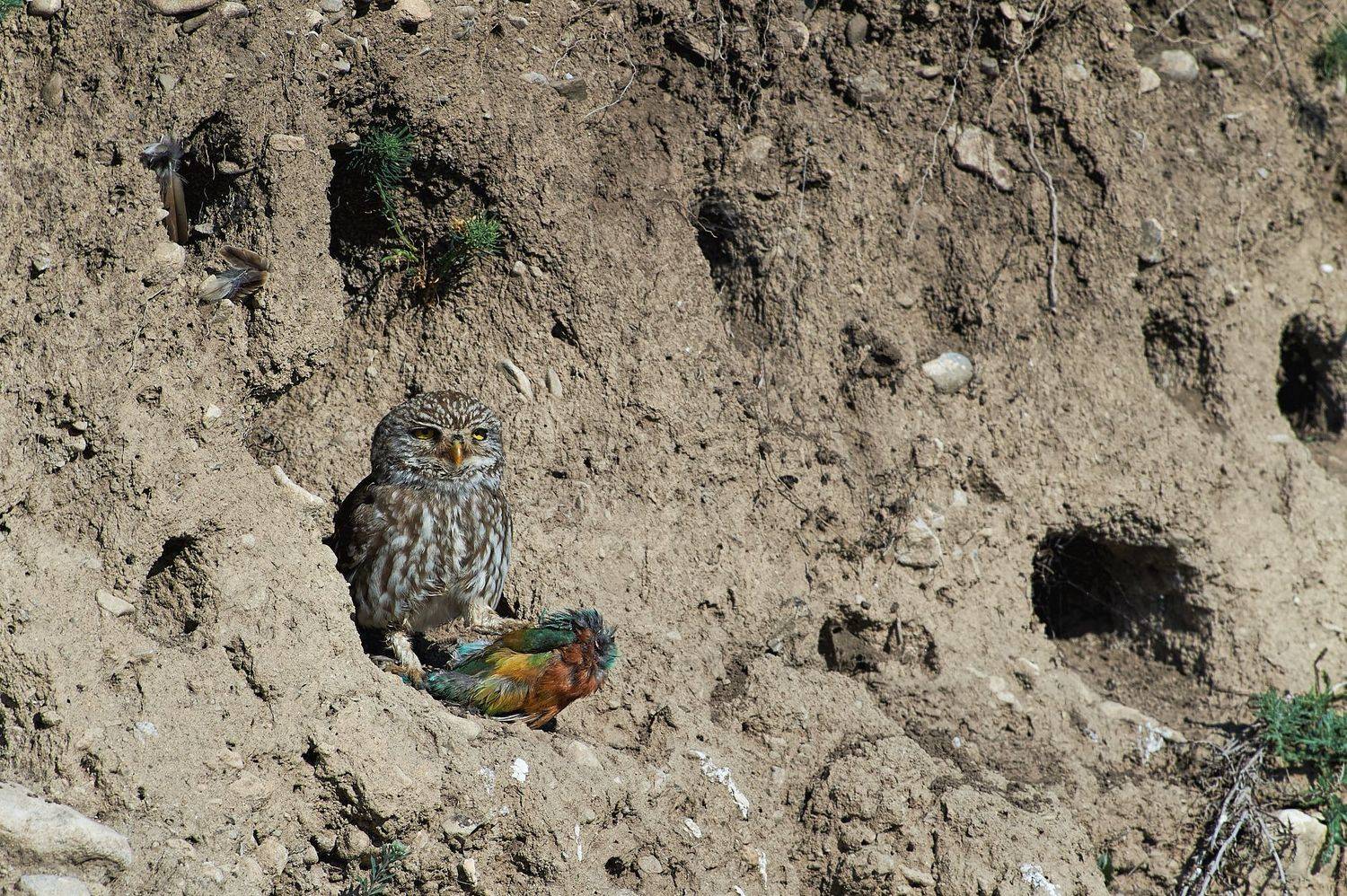 nature, wildlife, birds, owls, Калин Ботев