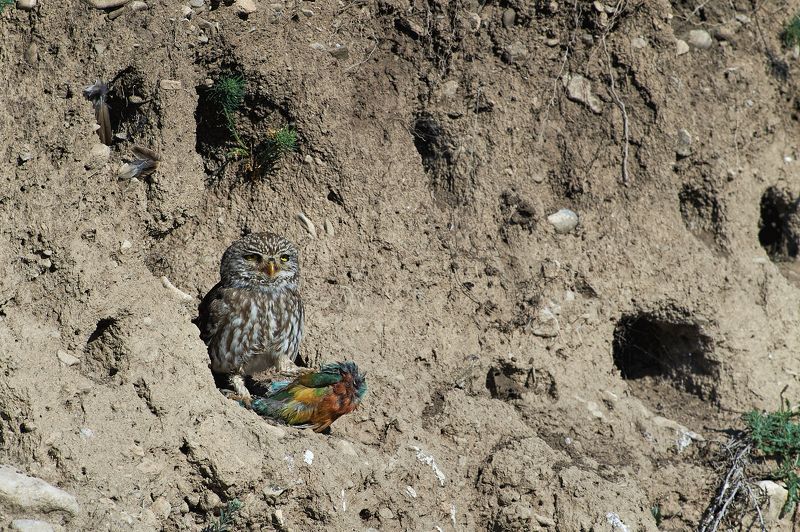 nature, wildlife, birds, owls *** фото превью