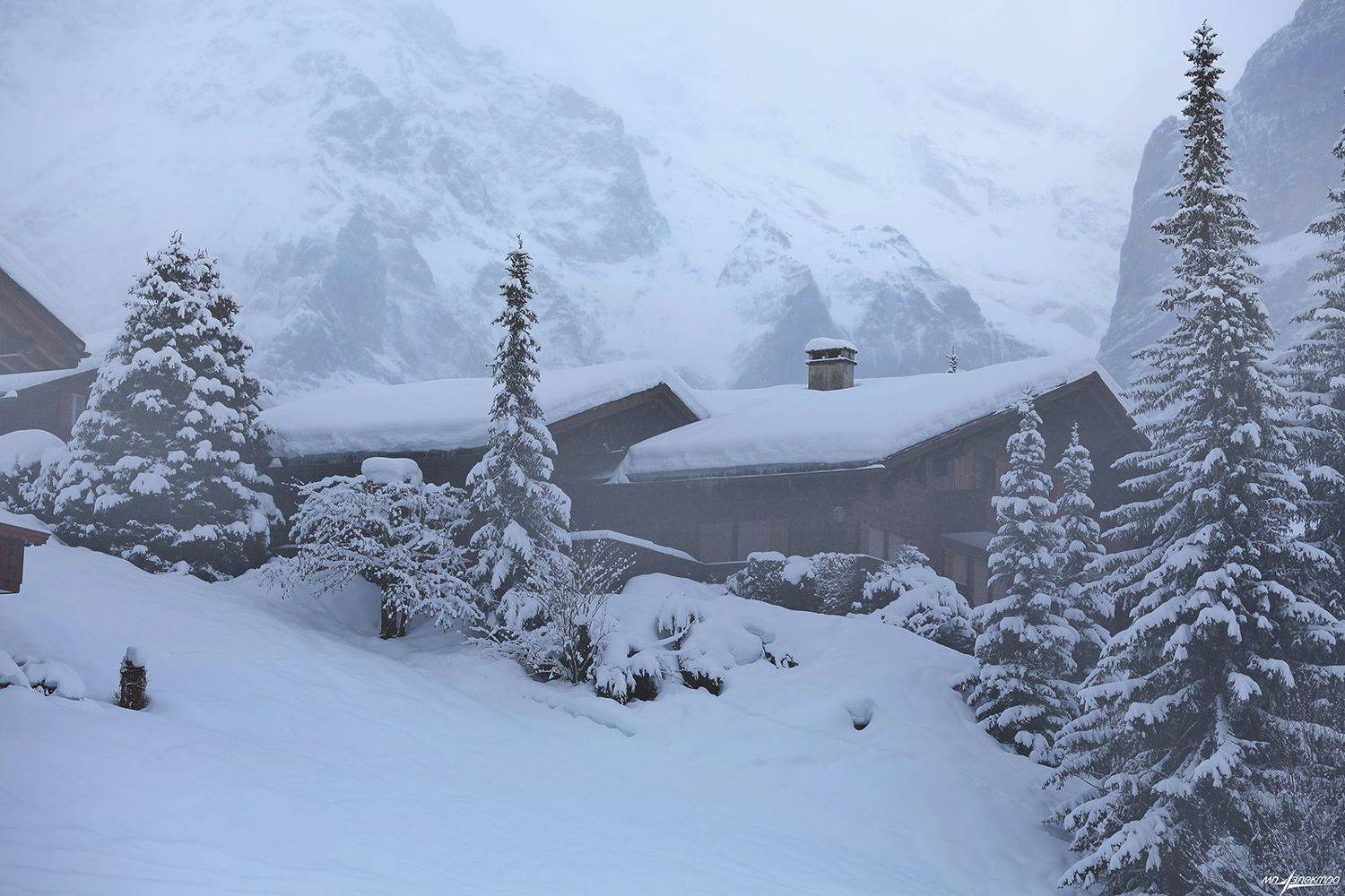 swiss, Матвеев Николай