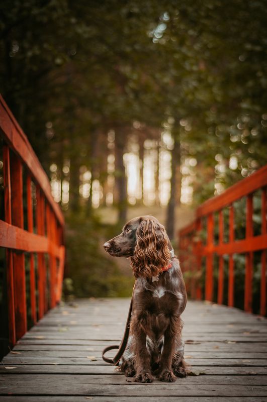 собака Айти фото превью