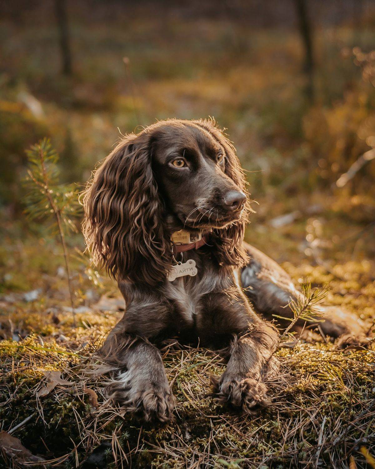 , Зуйкова Динара