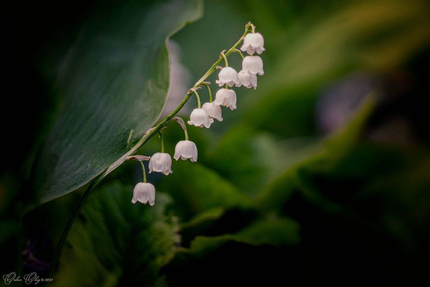 , Орлов Олег