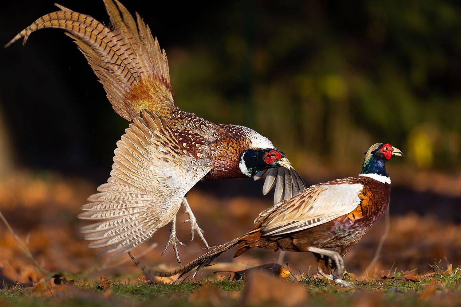 Attack. Автор: Robert Adamec , Robert Adamec