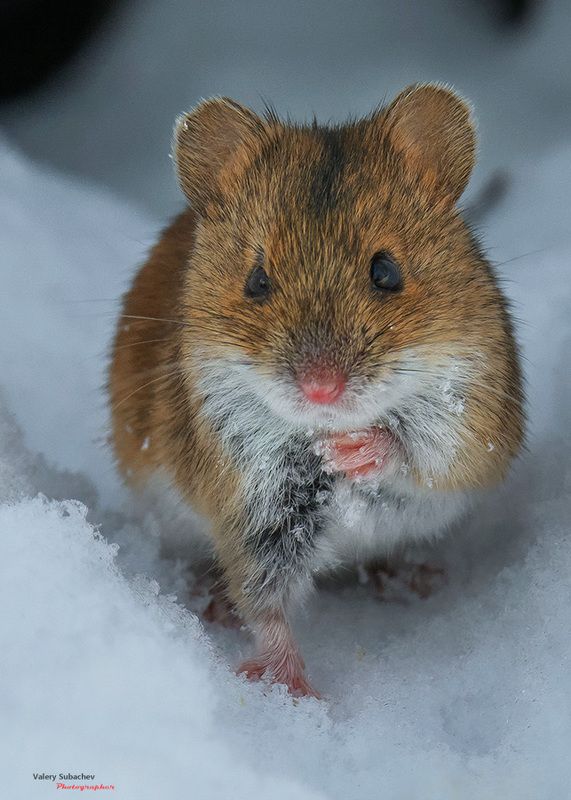 Рыжий фото превью