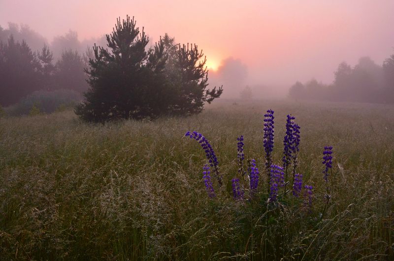 Сиреневый рассвет фото превью
